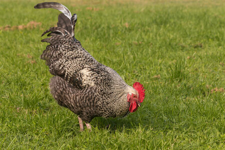 rooster searching for foodの写真素材
