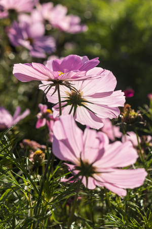 detail of backlit lilac flowers の写真素材