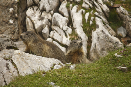 watchfull marmotの写真素材