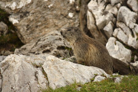 watchfull marmotの写真素材
