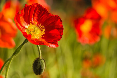meadow with red poppiesの写真素材
