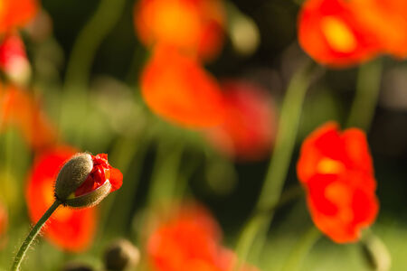isolated poppy bud on blurred backgroundの写真素材