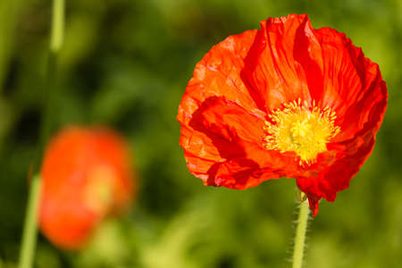 isolated red poppy flower with blurred backgroundの写真素材