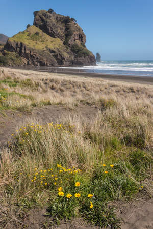 Piha beach, New Zealandの写真素材