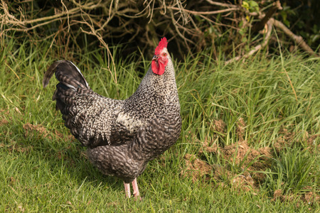 alert roosterの写真素材