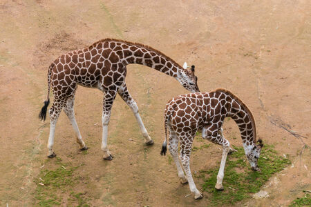 two giraffe calves grazingの写真素材