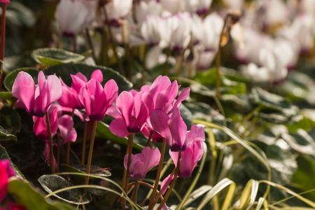cluster of pink cyclamen flowersの写真素材