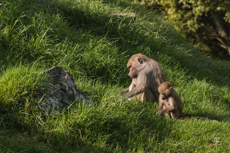 baboons searching for foodの写真素材