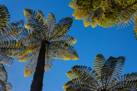 gigantic ferns against blue skyの写真素材