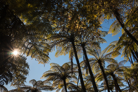 black tree fern forestの写真素材