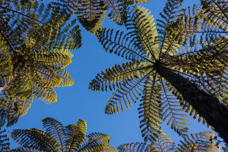 gigantic ferns growing in rainforestの写真素材