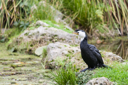 black cormorant resting の写真素材