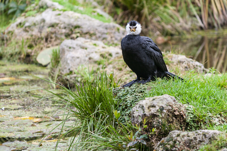 black shagの写真素材