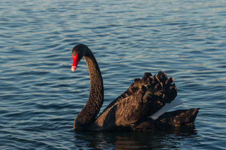 black swan drying its wingsの写真素材