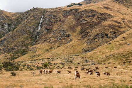 herd of cows grazing near waterfallの写真素材
