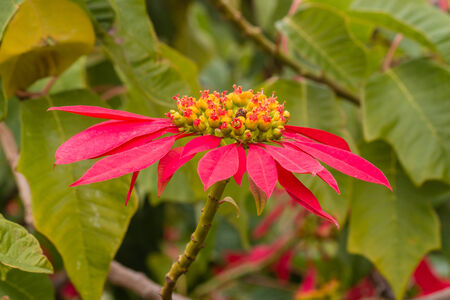 poinsettia flowerの写真素材