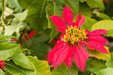 poinsettia plant in bloomの写真素材