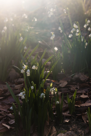 cluster of backlit snowdropsの写真素材