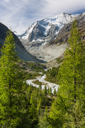 larch trees growing above alpine valley in Swiss Alpsの写真素材