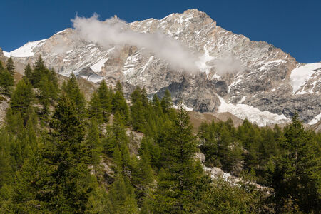 larch trees growing in Swiss Alpsの写真素材