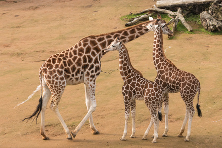 female giraffe with calvesの写真素材