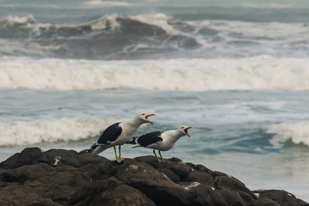 calling seagullsの写真素材