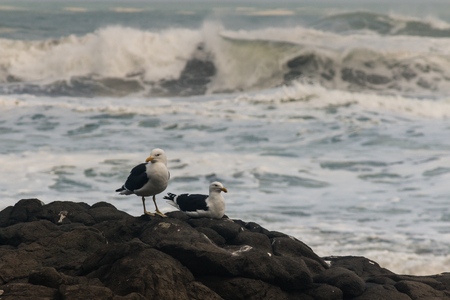 seagulls resting on volcanic boulderの写真素材