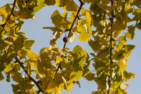 ginkgo biloba leaves in autumnの写真素材