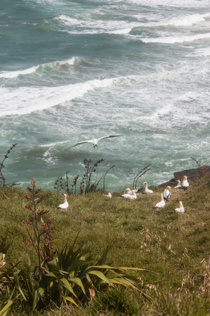 gannets nesting on grassy slopeの写真素材