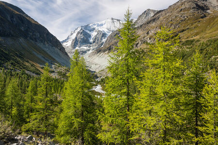 larch trees growing in Val d Anniviers, Switzerlandの写真素材