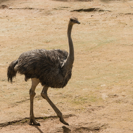 female ostrichの写真素材