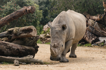 detail of southern white rhinoceros の写真素材