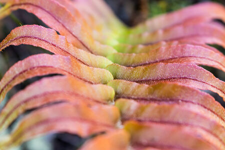 detail of fern leaf in autumn colors の写真素材