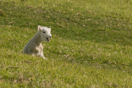 bleating lambの写真素材