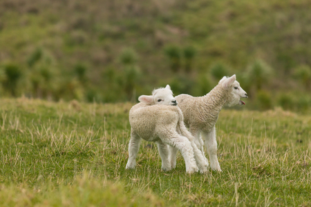 bleating newborn lambsの写真素材