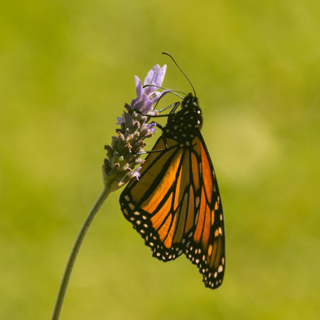Monarch butterfly against blurred backgroundの写真素材