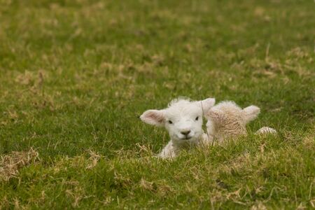 newborn lambs on grassy meadow の写真素材