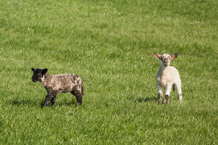 two spotted lambs on grassの写真素材