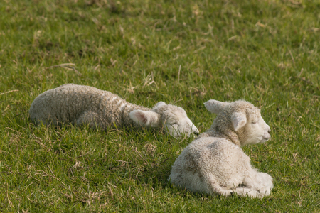 sleeping lambs の写真素材