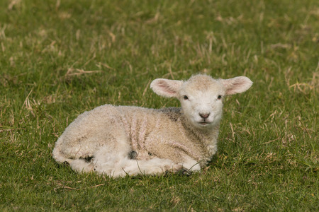 newborn lamb on green grassの写真素材