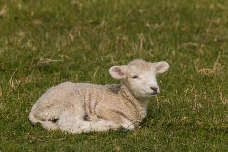 newborn lamb resting on grassの写真素材