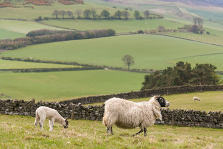 ewe with lamb grazing on slope in Northumberlandの写真素材