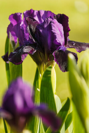 violet iris with blurred backgroundの写真素材