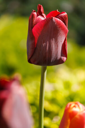 detail of tulip flower headの写真素材