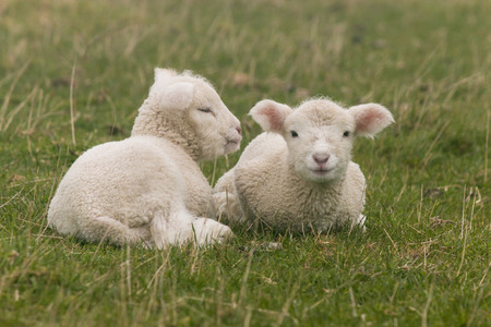 little lambs resting on grassの写真素材