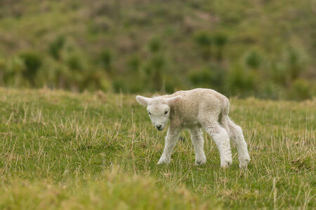 curious little lambの写真素材