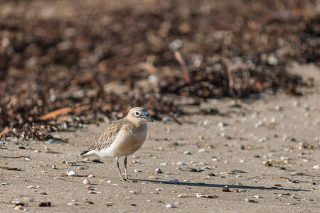 New Zealand dotterelの写真素材