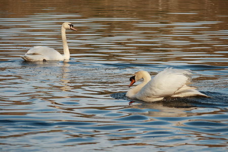 white swans in courtship on lakeの写真素材