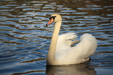 white swan showing off its plumageの写真素材