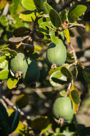 feijoa shrub with ripe fruitの写真素材